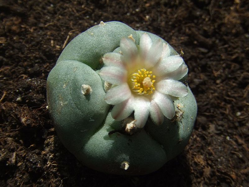 Peyote Ceremonies: Native American Church Fights Back