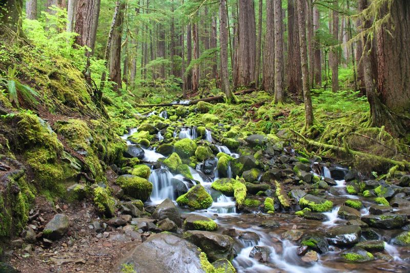The Temperate Pacific Northwest