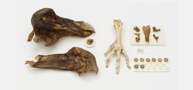 Museum Specimens Yield Surprising Genetic Material
