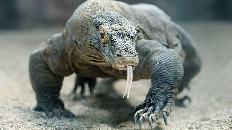 Komodo Dragon - The Real Land Dragon