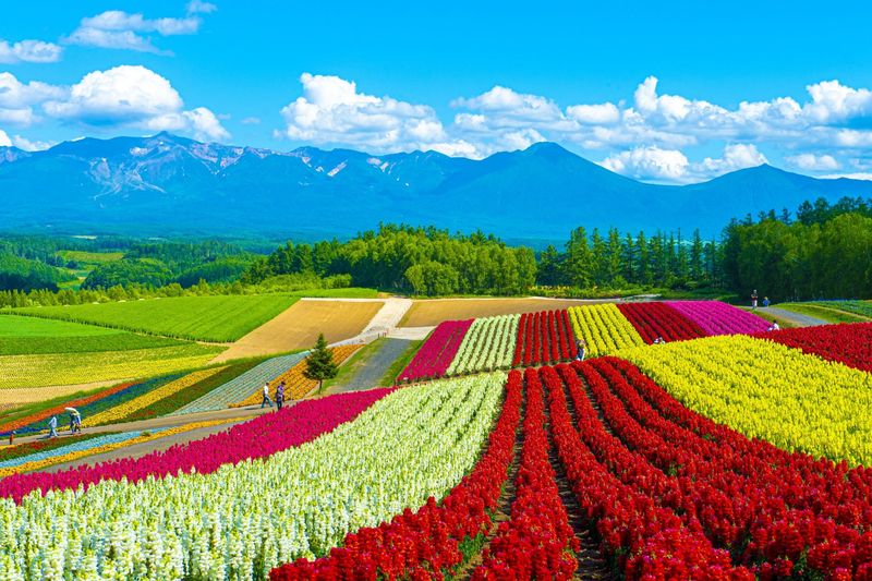 Hokkaido's Northern Sanctuary
