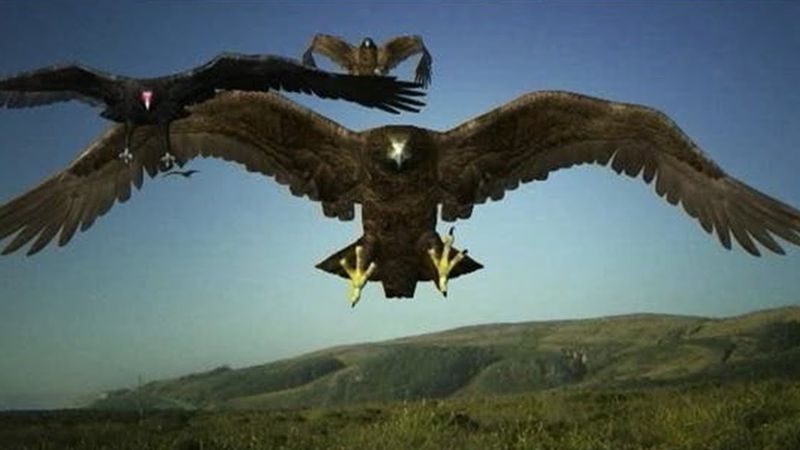 Birdemic: Shock and Terror (2010)