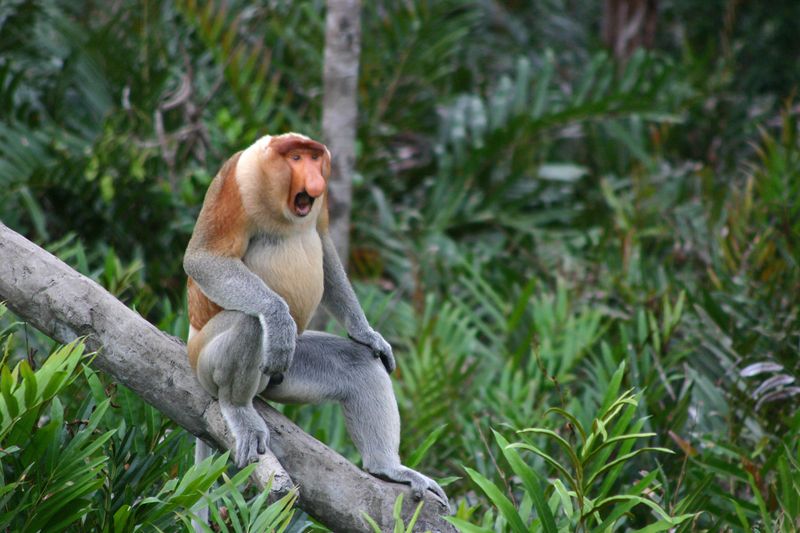 Proboscis Monkey - Borneo's Jungle Spirit