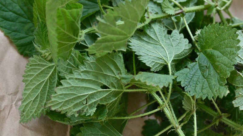 Nettles and Wild Greens