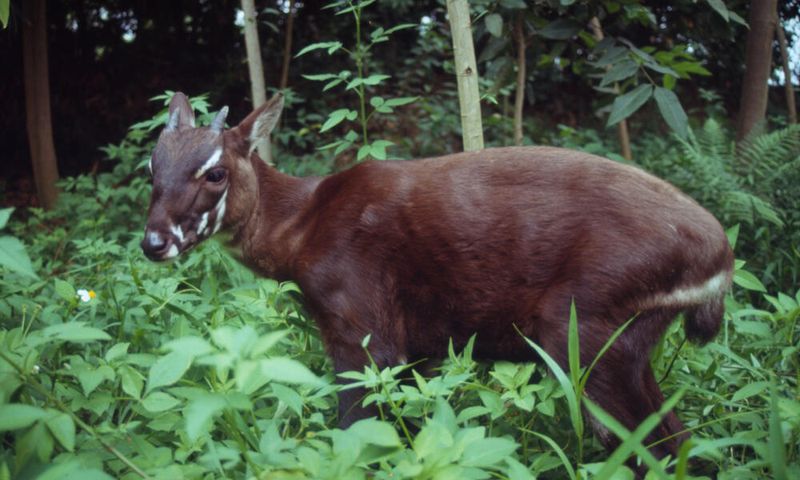 Saola - The Asian Unicorn Discovery
