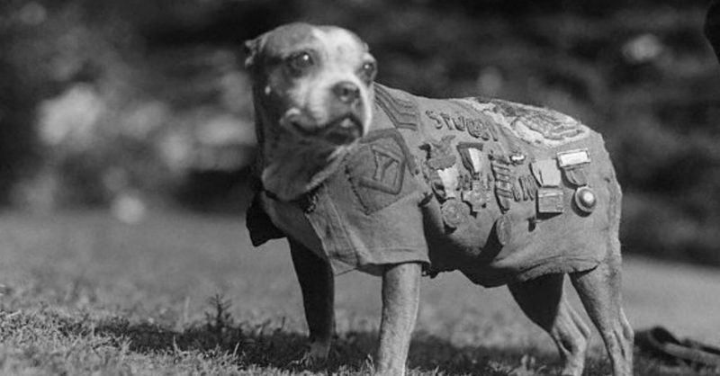 Animals in Combat: The War Dog Heroes