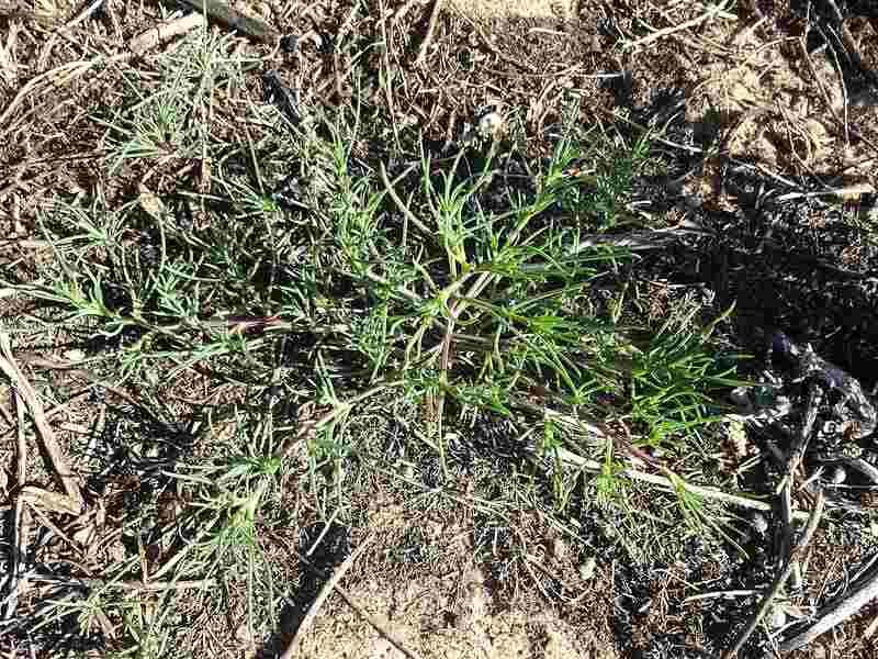 Government-Recognized Plant Menace