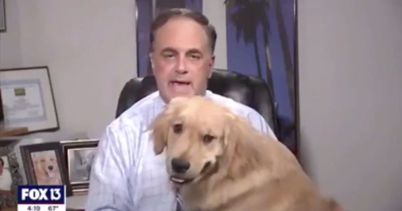 Golden Retriever's Broadcast Takeover