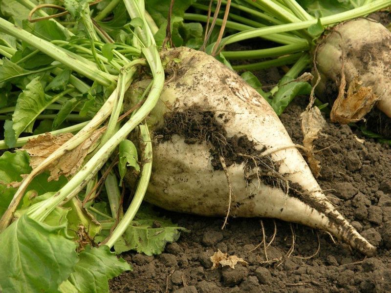 Beet Sugar