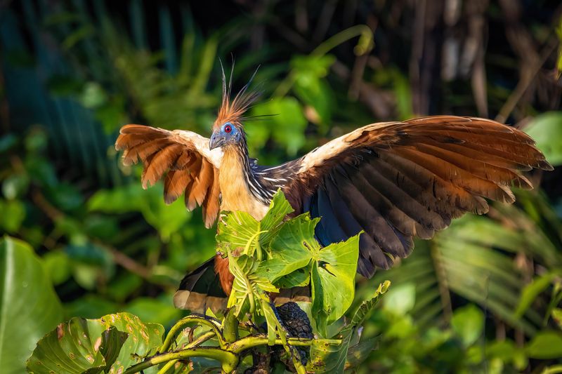 Hoatzin - The Clawed Wonder Bird