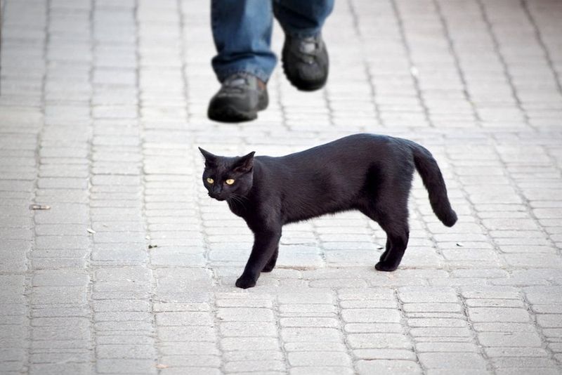 Black Cats Crossing Your Path 🐈⬛