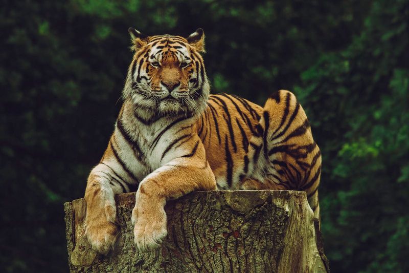 Tigers (Asia)