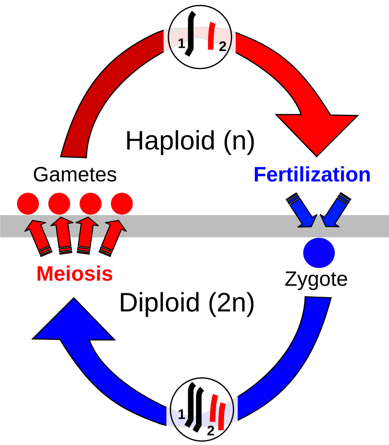 Evolution Created Reproduction, Not Job Assignments