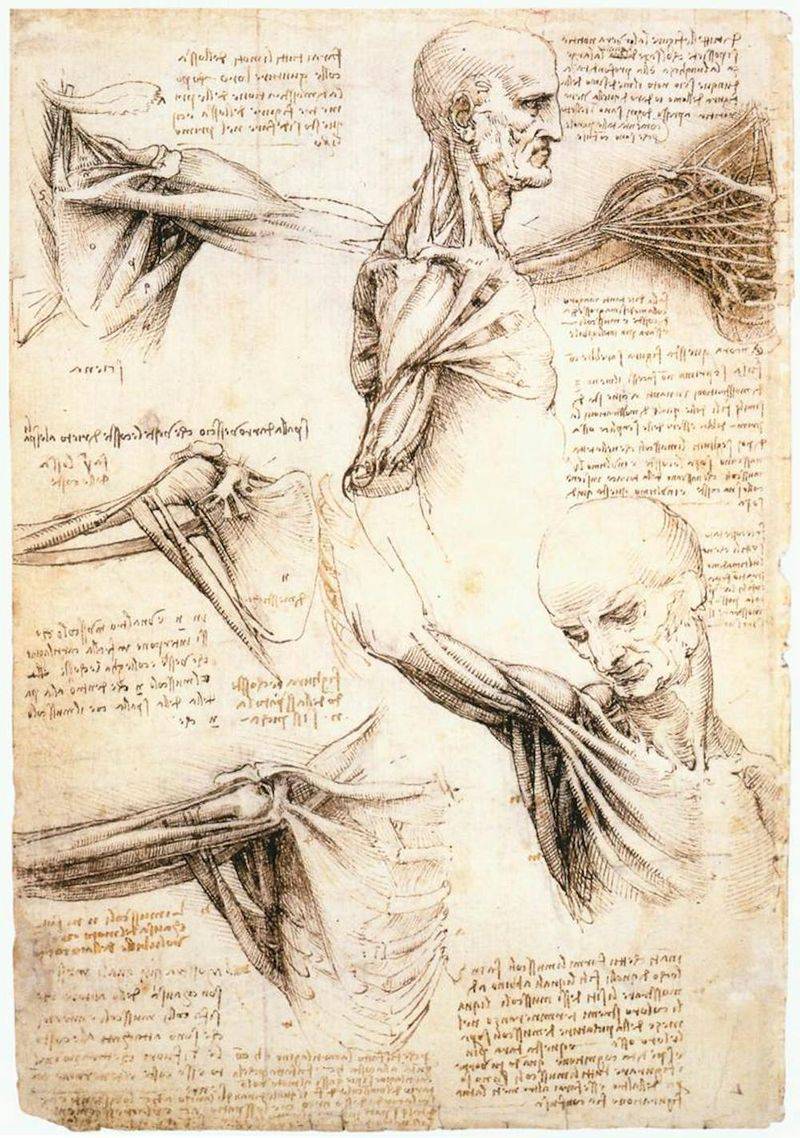 Leonardo da Vinci Mastered Anatomy After 40