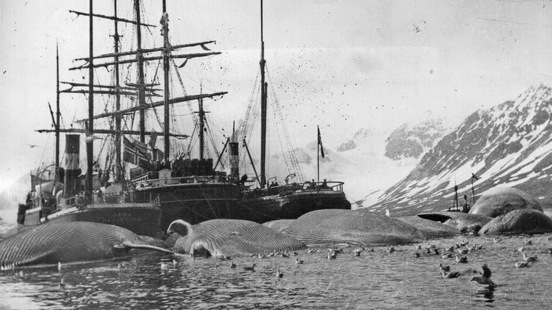 Whale Oil Fueled the Industrial Revolution—At a Genocidal Cost