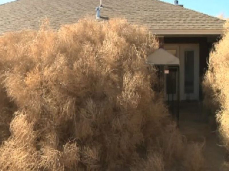 The Bizarre Phenomenon of Tumbleweed Houses