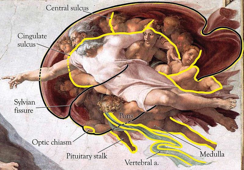 The Sistine Chapel’s Hidden Brain (Michelangelo, 1508–1512)
