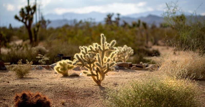 Tool – 10,000 Days (2006) – In a Desert (Joshua Tree, CA)