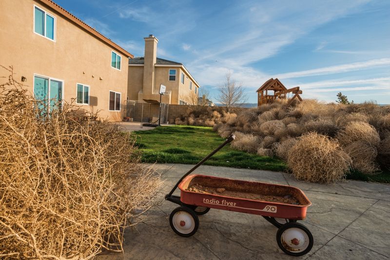 Habitat Hustlers Beyond Desert Borders
