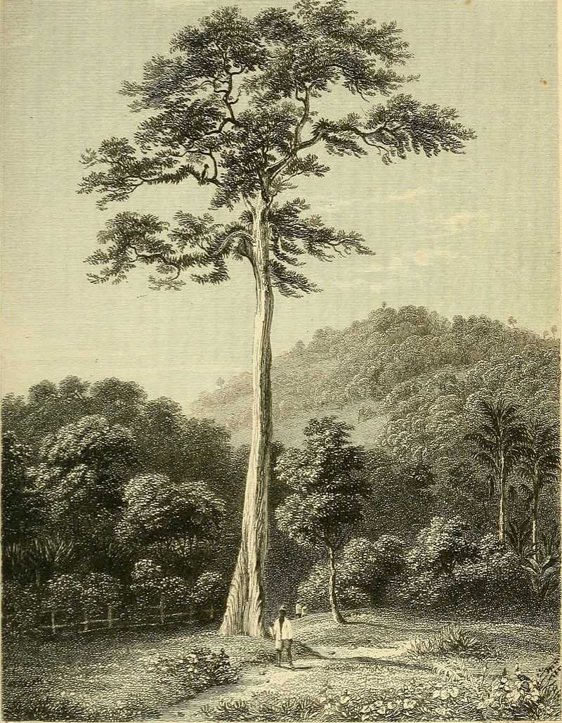The Upas Tree (Indonesian myth)