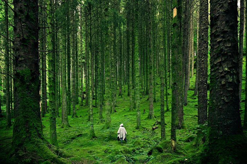 The White Lady of Aokigahara