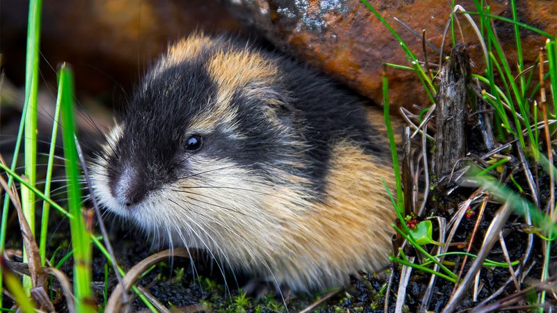 Lack of Lemmings (1955)