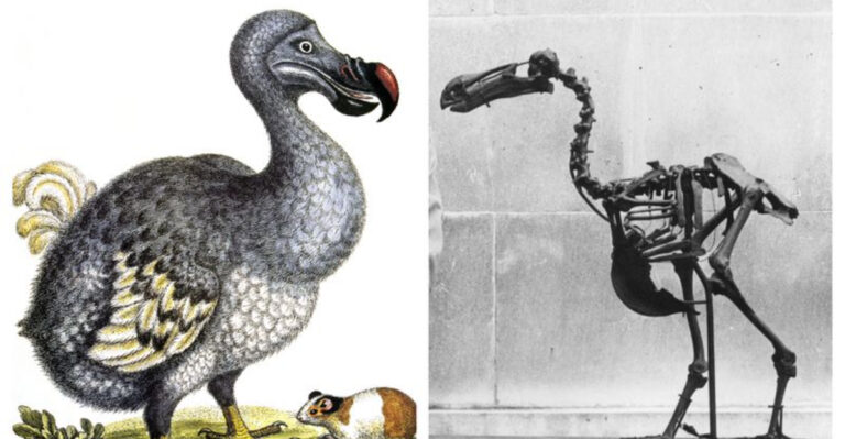The Hidden Truth About Dodo Revival Nobody Talks About
