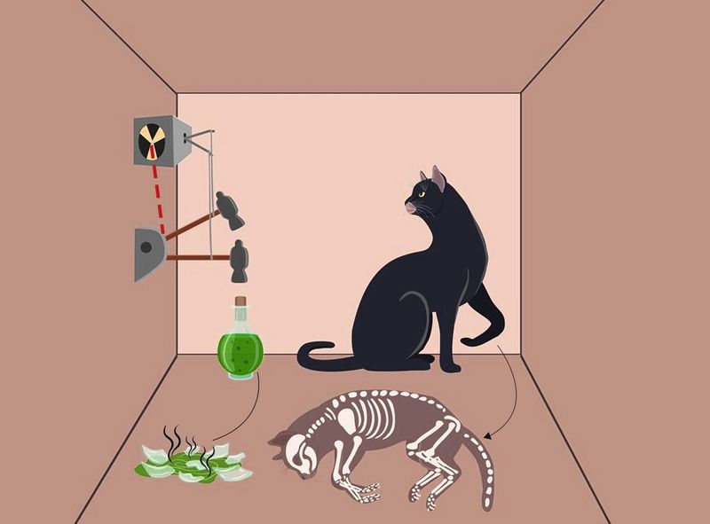 Schrödinger's Cat Paradox