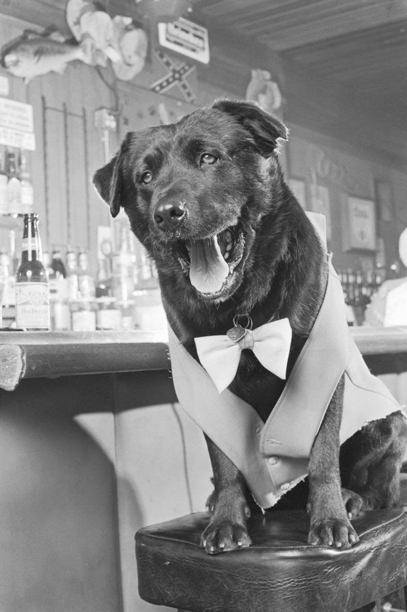 The Town That Elected a Dog as Mayor (1970s–1980s)