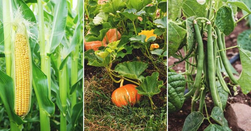 The Three Sisters (Corn, Beans, Squash)