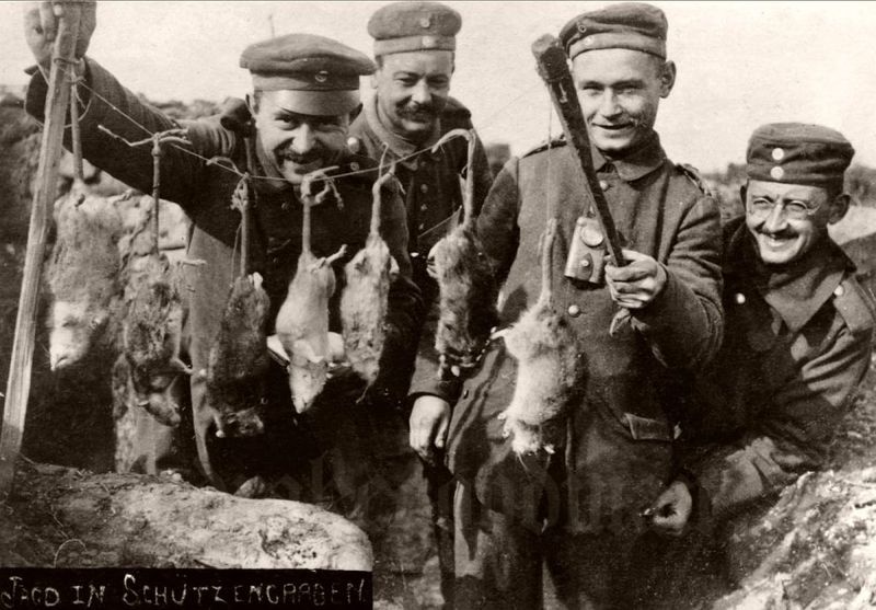 Trench Rats Grew to Monstrous Size