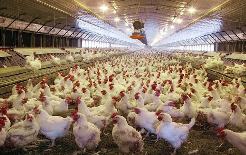 Factory Farming