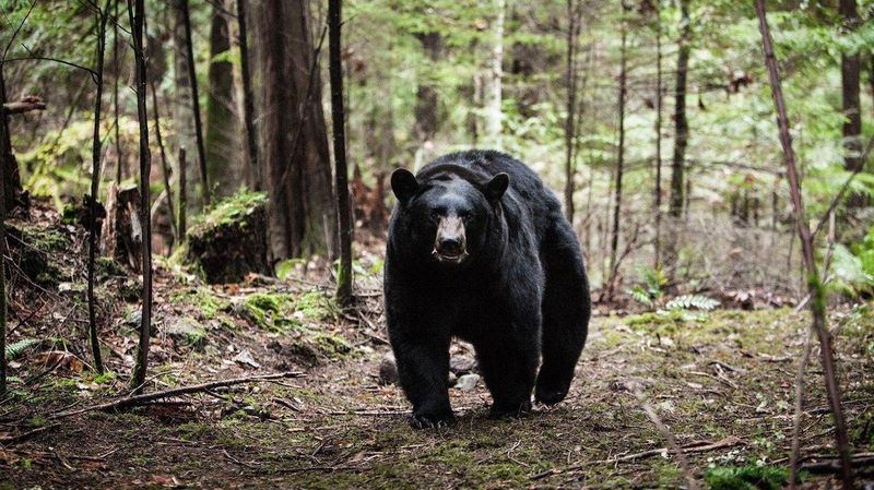 Backcountry (2014)