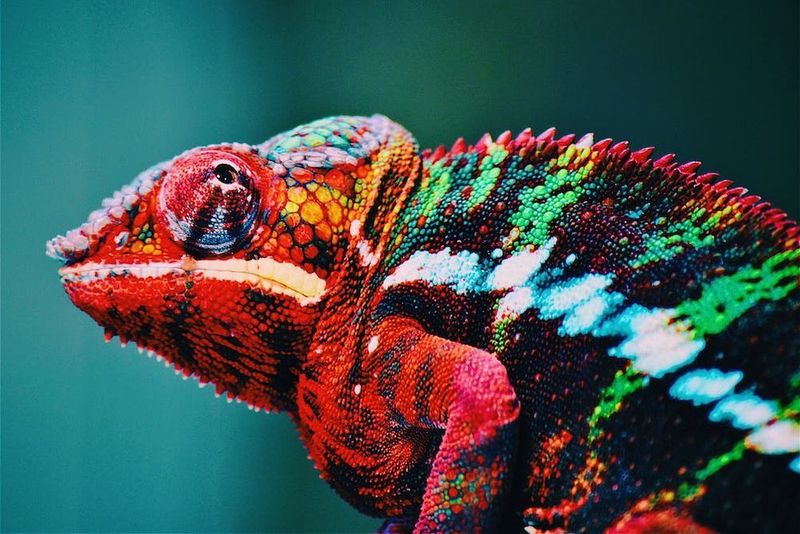 Chameleons Change Color to Blend In