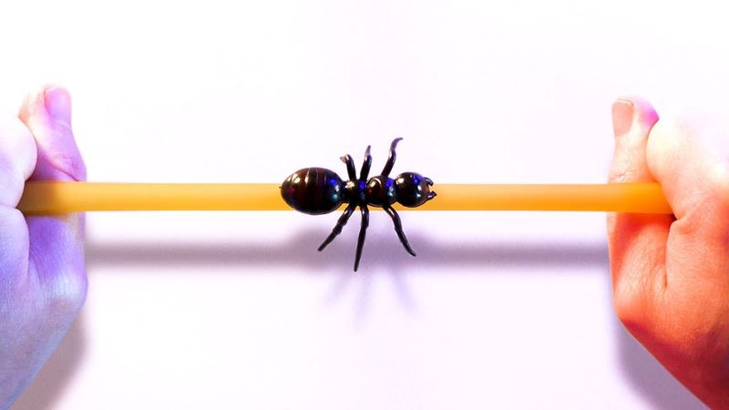The Ant on a Rubber Rope Paradox