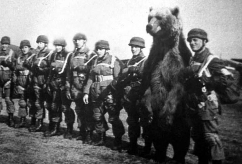 The Time a Bear Was Officially a Polish Soldier (WWII)
