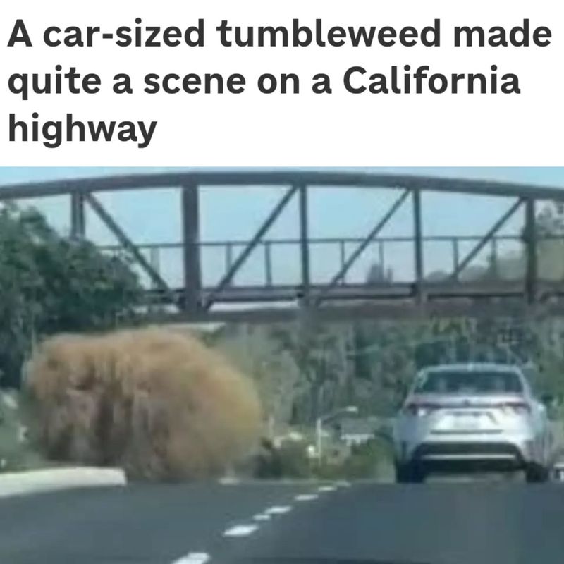 Surprisingly Massive Mature Plants