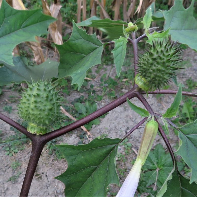 Soldiers Got High on a Hallucinogenic Plant