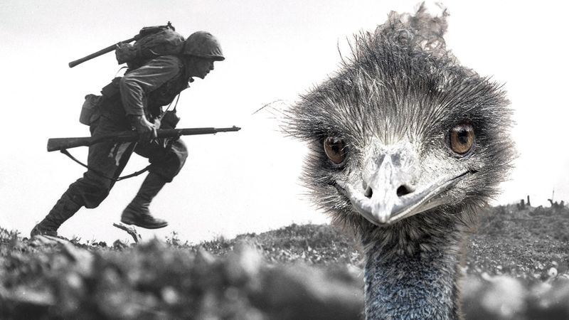 The Great Emu War