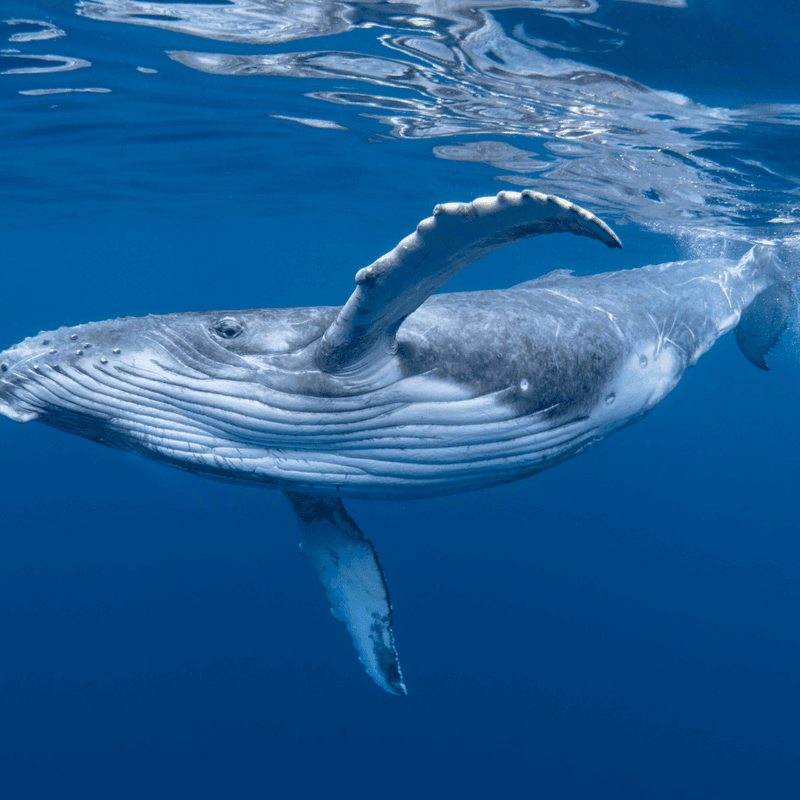 Whales (Inuit & Maori Cultures)