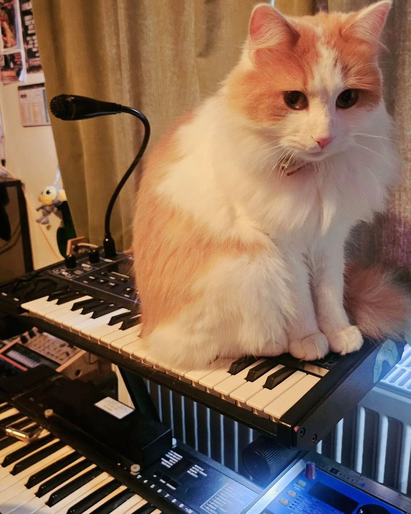 CatSynth (2010s–Present)