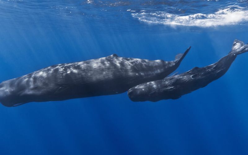 Whalers Targeted Babies First (They Were Easier to Kill)