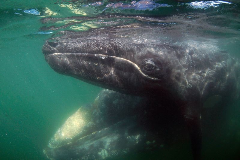 Whalers Drove Some Species to Extinction
