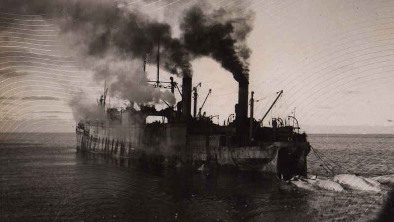 Factory Whaling (1900s) Was Even Worse