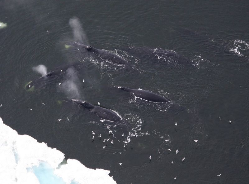 The Arctic Bowhead Whale Massacre