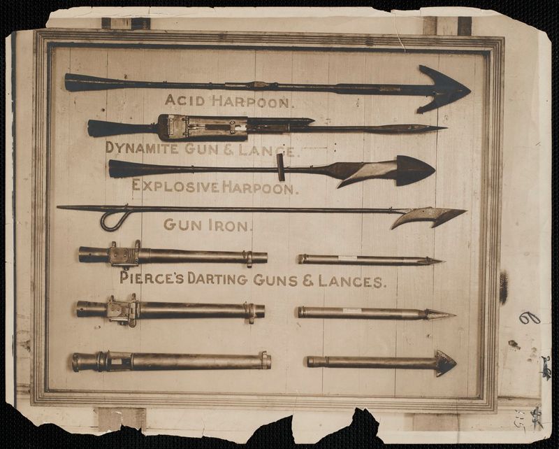 Explosive Harpoons Made It Even More Gruesome (1860s Onward)