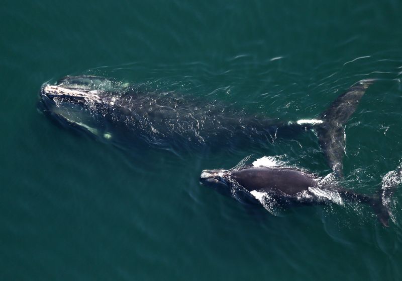 Whale Populations Still Haven’t Recovered
